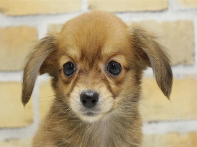 福岡県のハーフ犬・ミックス犬 (ペッツワン福岡新宮店/2024年3月25日生まれ/女の子/レッド)の子犬